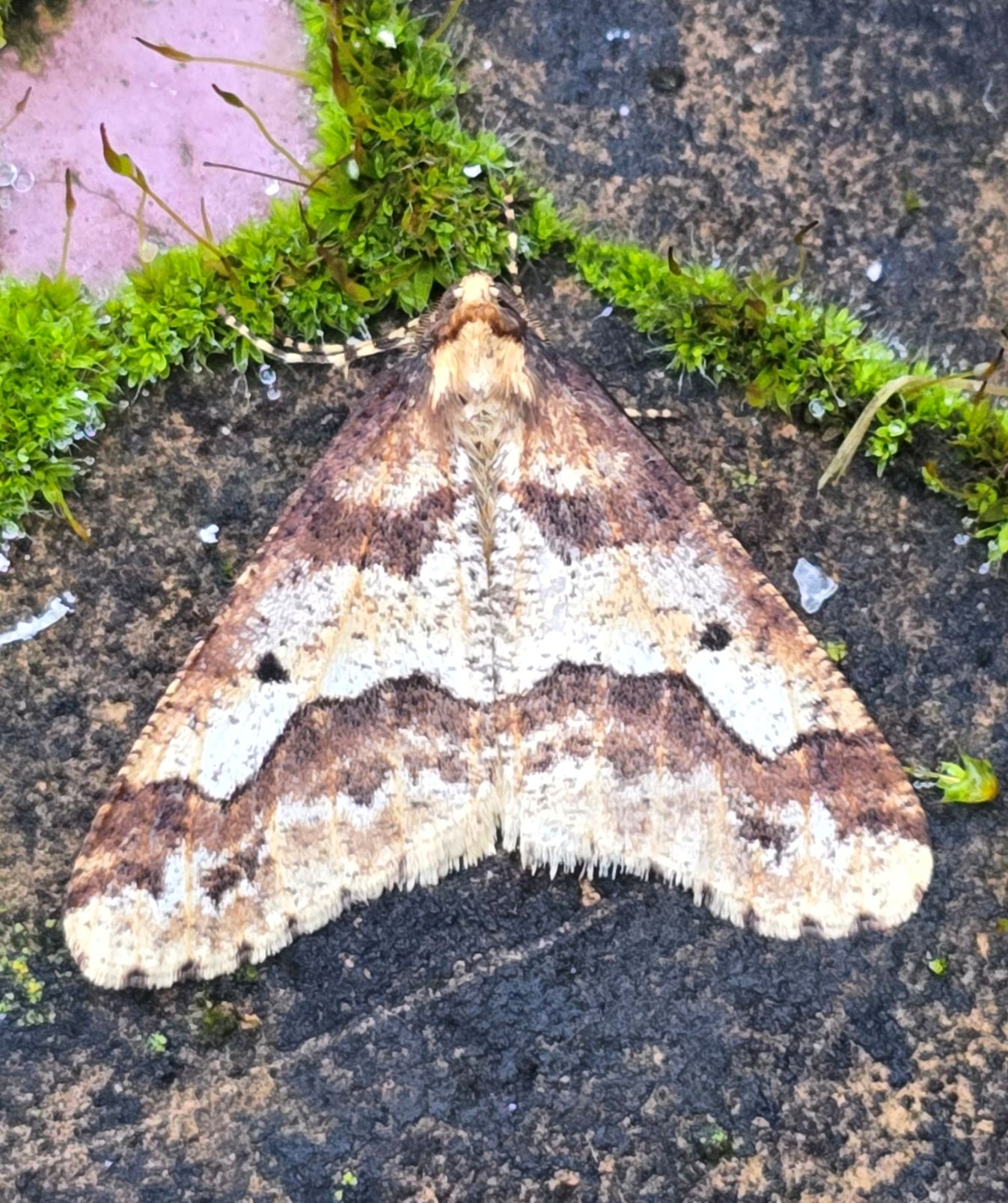 Photo of Mottled Umber (Erannis defoliaria)